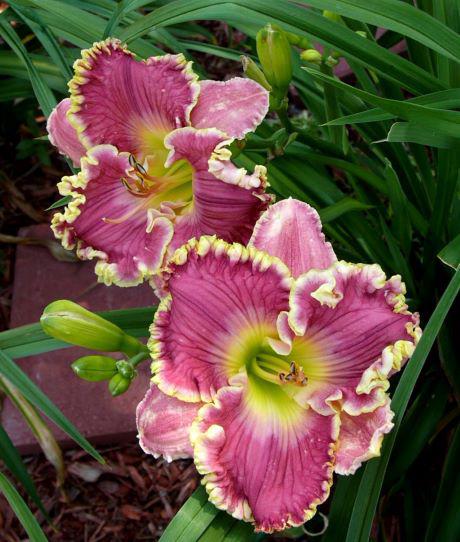 elohim rose beautify rs